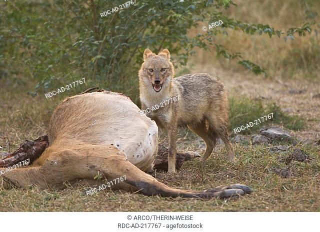 Golden Jackal at antilope carcass, Keoladeo Ghana national park, Rajasthan, India, Canis aureus