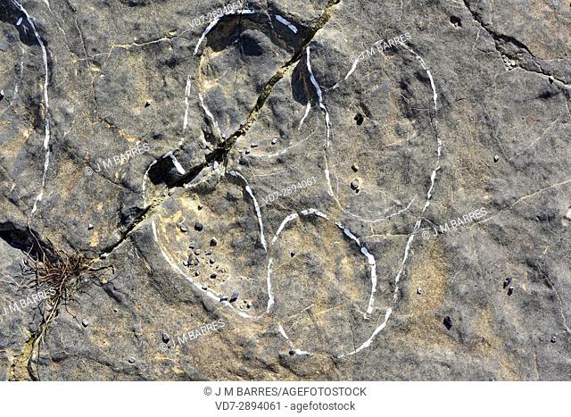 Ichnites or fossilized footprints of dinosaur. Era del Peladillo, Igea, La Rioja, Spain