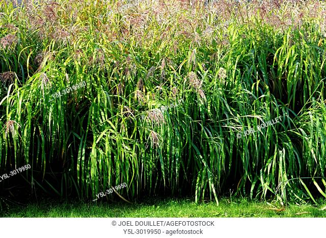 Miscanthus (Miscanthus sinensis) on the grass of the garden; variety 'Silberfeder'; (Suzanne's vegetable garden; Le Pas; Mayenne; Pays de la Loire; France)