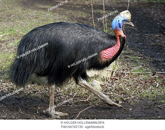 A golden-necked cassowary at the Weltvogelpark bird park in Walsrode, Germany, 16 March 2016. The park houses more than 4000 birds from around 675 different...