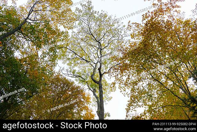 PRODUCTION - 01 November 2023, Schleswig-Holstein, Reinfeld In Holstein: An ash tree (M) stands in a deciduous forest. Ash trees are coveted and ecologically...