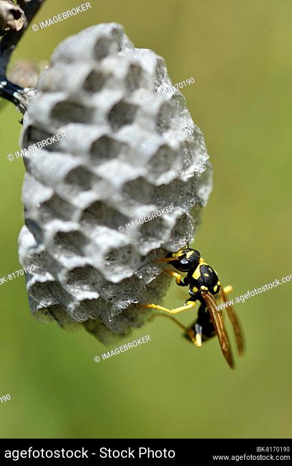 European paper wasp (Polistes dominula) building a nest, Sicily, Italy, Europe