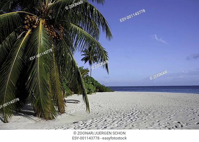 White Beach, Plam tree, Blue Sky and the ocean, Maldives