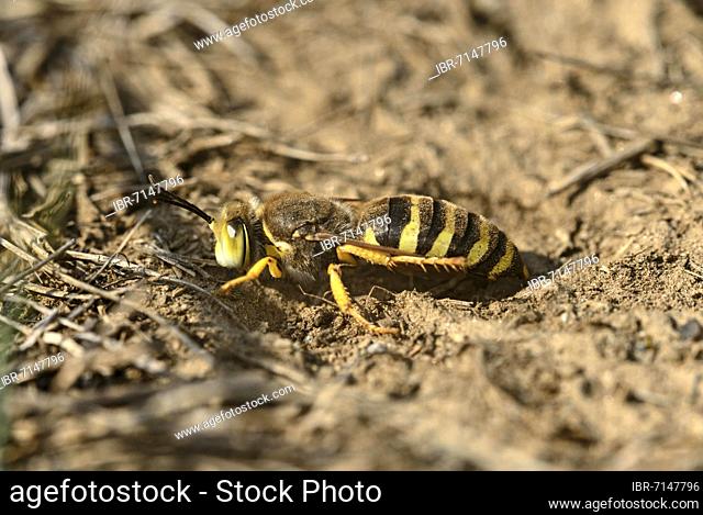 Gyroscopic wasp (Bembix rostrata) digging a brood cell, Valais, Switzerland, Europe