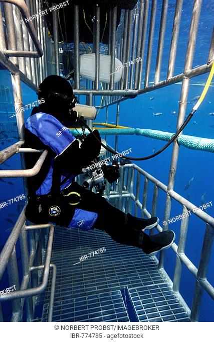 Scuba diver in a cage observing a Great White Shark (Carcharodon carcharias), Guadalupe Island, Mexico, Pacific, North America