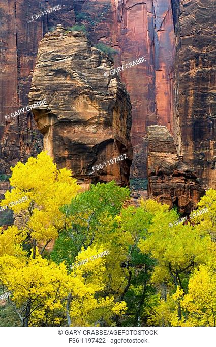 Fall foliage on trees below red rock cliffs and The Pulpit, Zion Canyon, Zion National Park, Utah