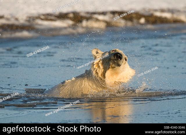 USA, Alaska, Brooks Range, Arctic National Wildlife Refuge, Polar bear (Ursus maritimus) young shaking water off its head during fall freeze up