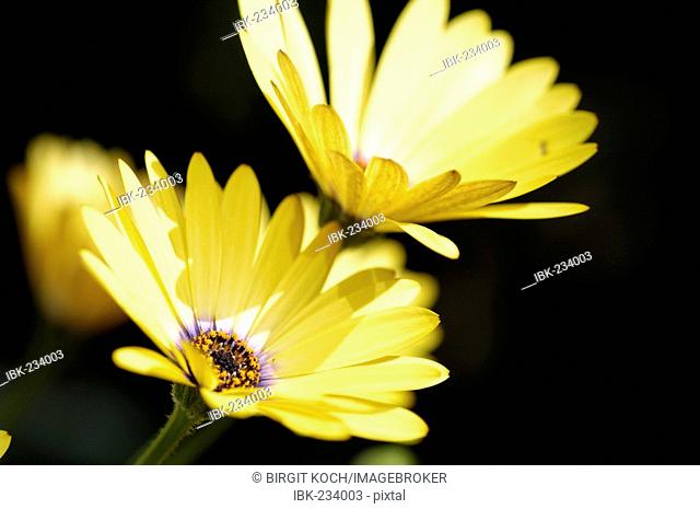 Namaqualand daisy (Dimorphotheca sinuata )