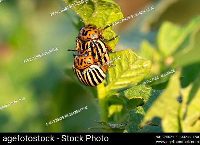 25 June 2023, Berlin: 25.06.2023, Berlin. Potato beetles (Leptinotarsa decemlineata) sit on a potato plant during mating on the grounds of an organic...