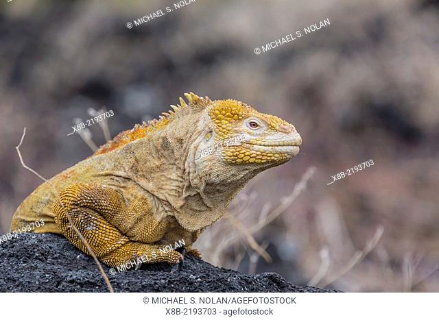 Adult male land iguana, Conolophus subcristatus, in Urbina Bay, Isabela Island, Galapagos Islands, Ecuador