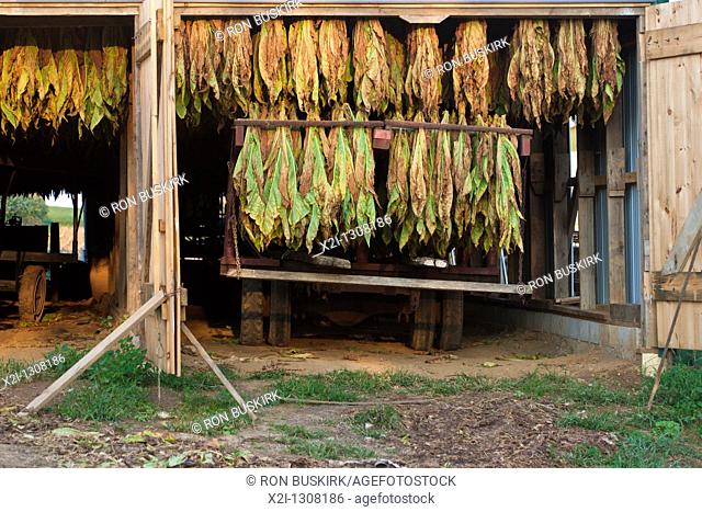 Tobacco crop hangs to dry inside white barn on Amish farm in Lancaster County, Pennsylvania