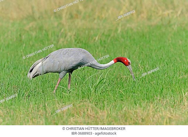 Sarus Crane (Grus antigone) foraging for food, Keoladeo National Park, Bharatpur, Rajasthan, India