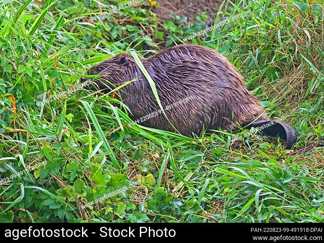 22 August 2022, Brandenburg, Trebbin: 22.08.2022, Trebbin. An adult European beaver (Castor fiber) stands in the early morning at a river near Trebbin in the...