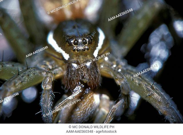 Six-Spotted Fishing Spider (Dolomedes triton) Cannibalism/PA