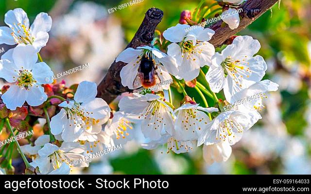 Blossoming branch of sweet cherry and bumblebee