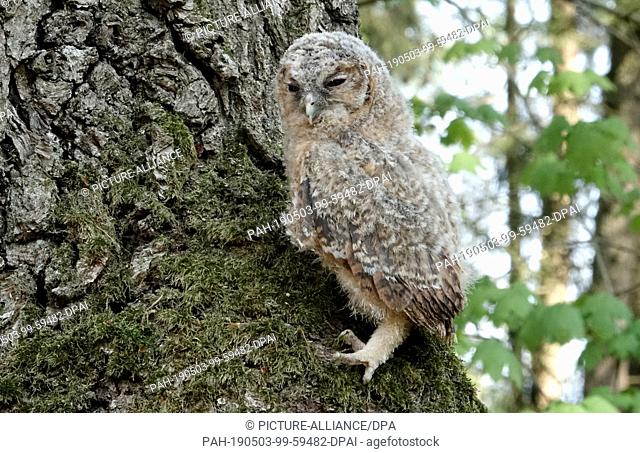 30 April 2019, Schleswig-Holstein, Großenaspe: A tawny owl, handed over by a walker in the Eekholt Game Park, sits on a tree