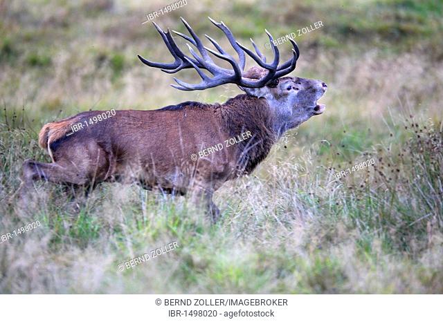 Red deer (Cervus elaphus), royal stag, rutting stag, old bull, roaring, Jaegersborg, Denmark, Scandinavia, Europe