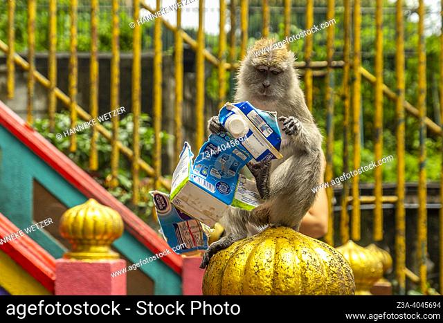 Monkey with a milk carton at the Batu Caves in Gombak, Selangor, Malaysia, Asia