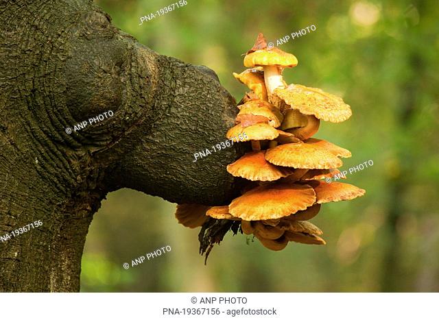 Honey Mushroom Armillaria mellea - Leuvenumse Bos, Harderwijk, Veluwe, Gelderland, Guelders, The Netherlands, Holland, Europe