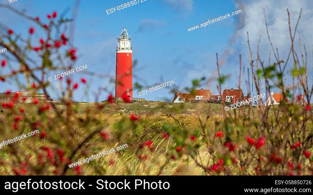 Red rose hips with scenic view of Lighthouse at Waddenisland Texel, North Holland, Netherlands