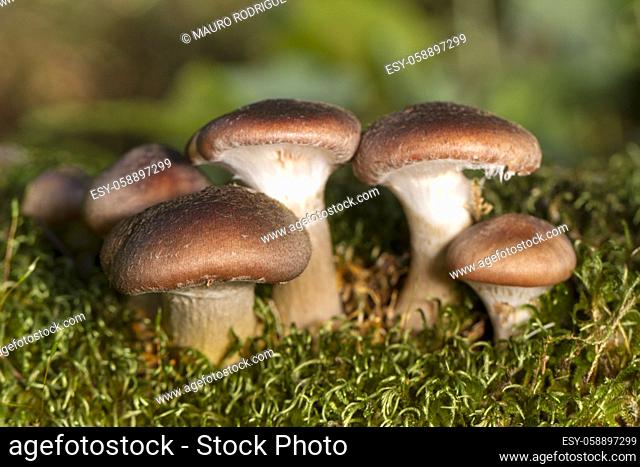 Close view of a group of mushrooms on the forest