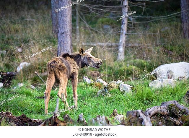 Eurasian elk calf, Sweden, Scandinavia, Europe
