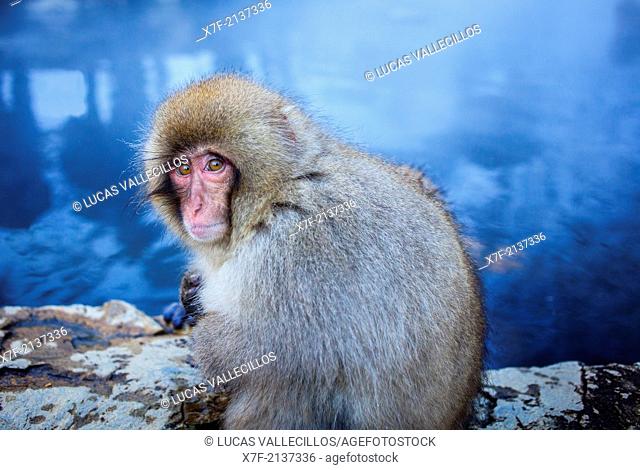 Monkey in a natural onsen (hot spring), located in Jigokudani Monkey Park, Nagono prefecture, Japan