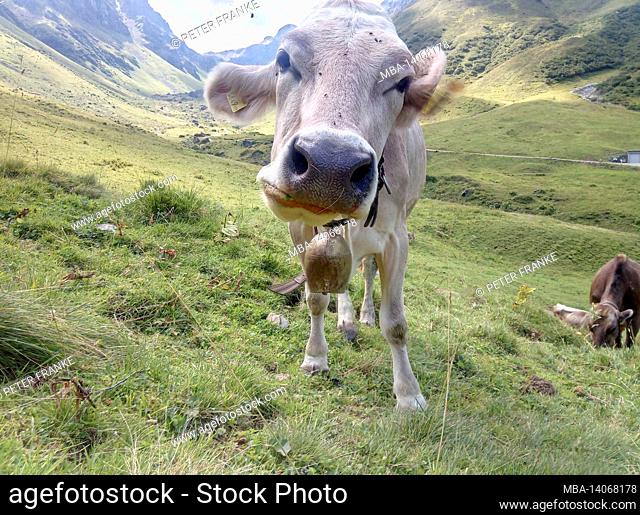cows on an alpine pasture