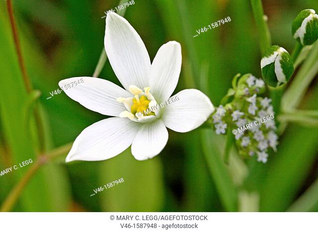 Pyrenes Star of Bethlehem, Ornithogalum umbellatum, Caryophyllaceae  Sleepydick  Small white wild flower  Toxic plant  Listed in US agriculture as noxious weed...
