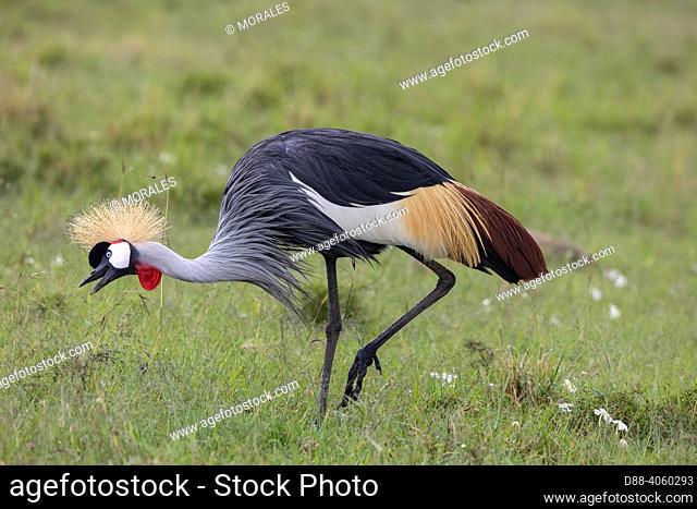 Africa, East Africa, Kenya, Masai Mara National Reserve, National Park, black crowned crane (Balearica pavonina), foraging for food in a swamp