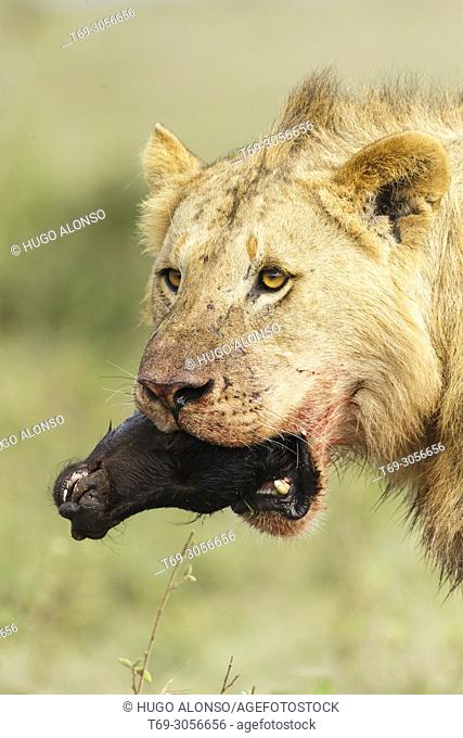 Young Lion with a wildebeest head in its mouth. Panthera Leo. Kenia. Africa