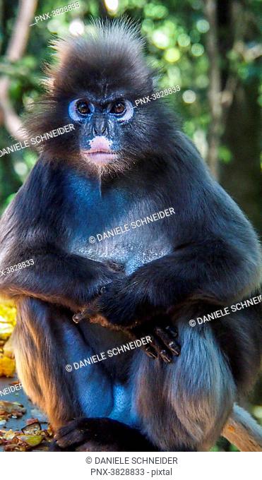 South Africa, Western Cape province, Garden Route, Nature's Valley, Monkeyland Primate Sanctuary, sitting spectacled langur (spectacled leaf monkey)...
