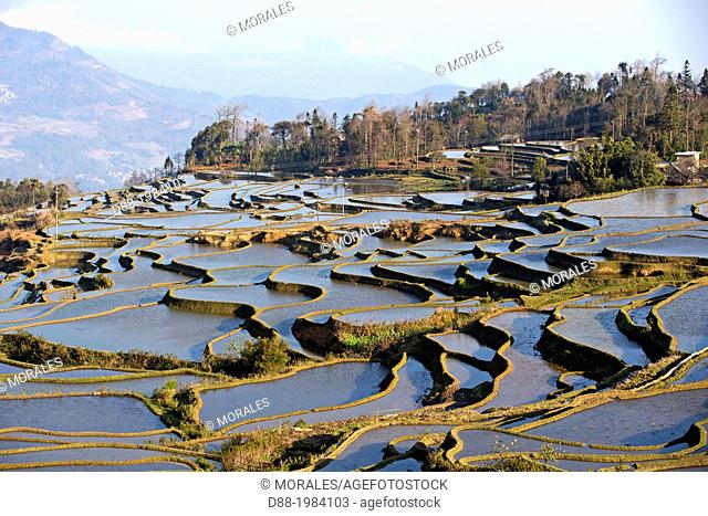 China , Yunnan province , Hani people, Yuanyang , Azheke village, rice terraces ,