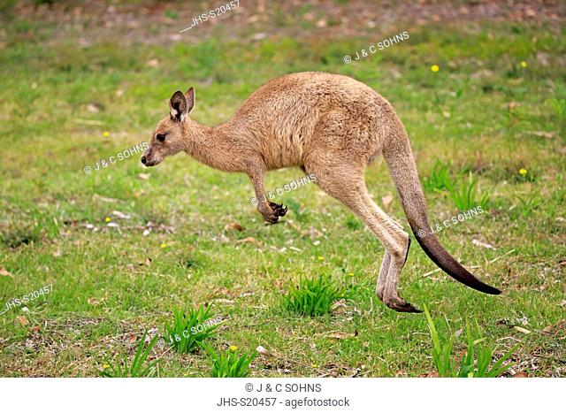 Eastern Grey Kangaroo, (Macropus giganteus), subadult jumping, Merry Beach, Murramarang Nationalpark, New South Wales, Australia