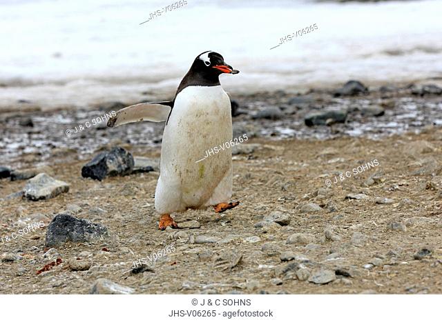 Gentoo Penguin, (Pygoscelis papua), Antarctica, Half Moon Island, adult walking with nesting material