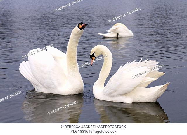 Mute swans in Round Pond, Kensington Gardens, London