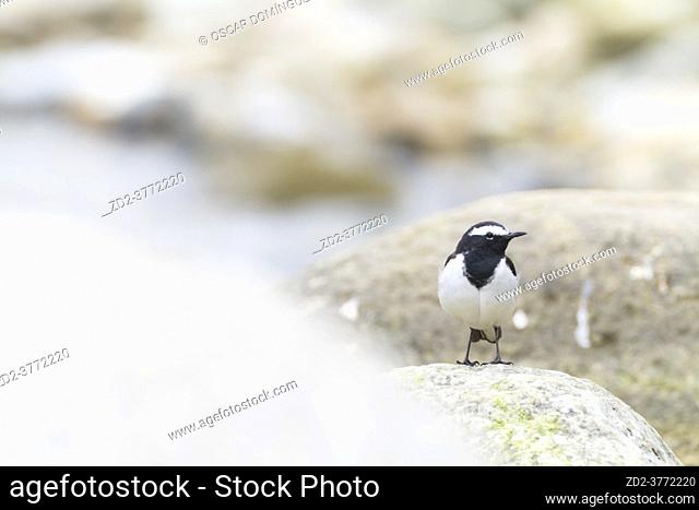 White-browed Wagtail or Large Pied Wagtail (Motacilla maderaspatensis). Nepal