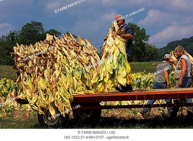 Tobacco leaves cut and stacked in fields, ready for collection. (Photo by: Wayne Hutchinson/Farm Images/UIG)