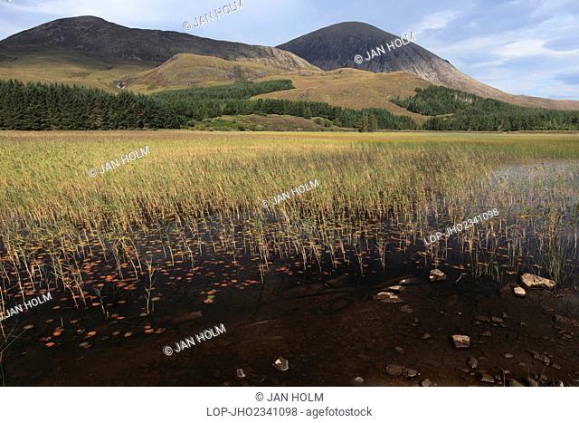 Scotland, Highland, Cuillins. Reeds in the shallow water of Loch Cill Chriosd with Beinn na Caillich in the distance on the Isle of Skye