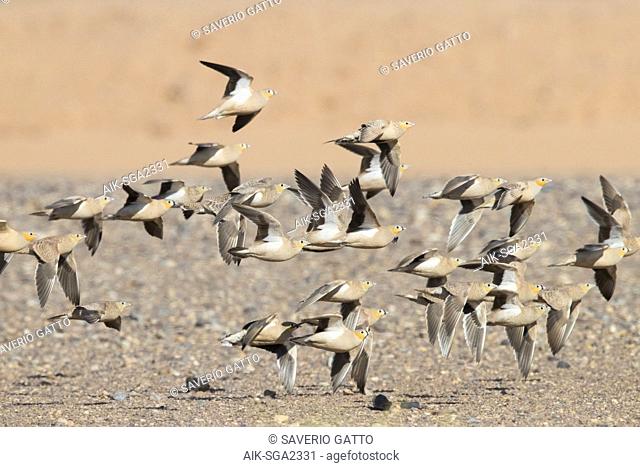 Crowned Sandrgouse (Pterocles coronatus), a flock in flight mixed with Spotted Sandgrouse