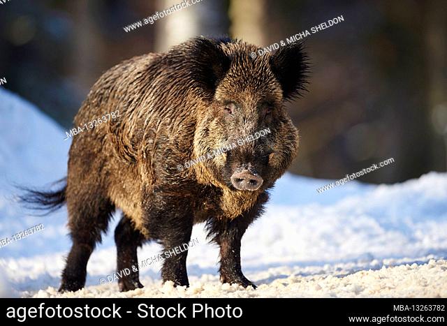European wild boar (Sus scrofa scrofa), winter, forest, sideways, stand, gaze camera