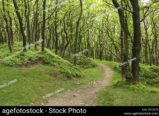 An Oak woodland at Dowsborough Camp Iron Age hill fort near Nether Stowey in the Quantock Hills Area of Outstanding Natural Beauty, Somerset, England