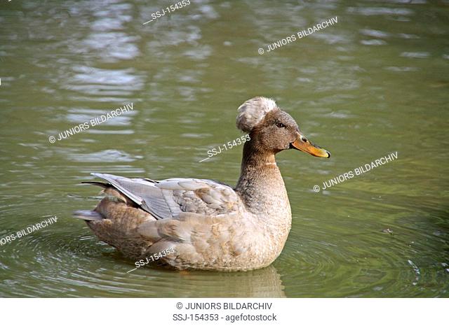 Crested Duck in the water / Anas domestica cristata