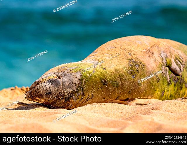 An endangered Hawaiian monk seal rests in the sun on Kauai, Hawaii