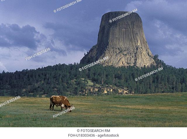 Devils Tower National Monument, WY, Wyoming, A long horn bull grazes in a field below Devils Tower at Devils Tower Nat'l Monument in Wyoming