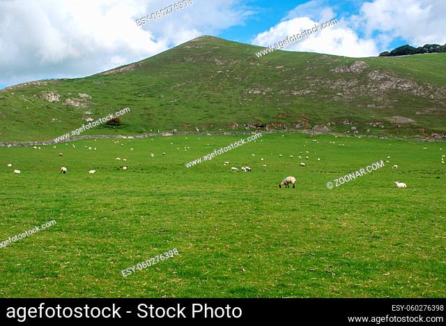 Green Hills of Derbyshire Peak District with Sheep