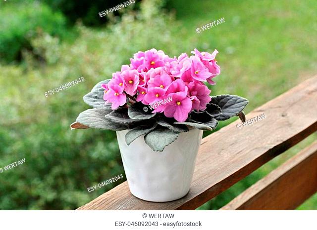 Saintpaulias (African violets, Saintpaulia ionantha) pink flower in the pot