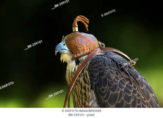 Peregrine falcon, duck hawk (Falco peregrinus) with hood