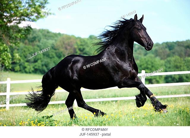 friesian horse - galloping on meadow