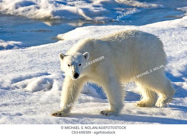 Polar bear Ursus maritimus on multi-year ice floes in the Barents Sea off the eastern coast of Edgeøya Edge Island in the Svalbard Archipelago, Norway